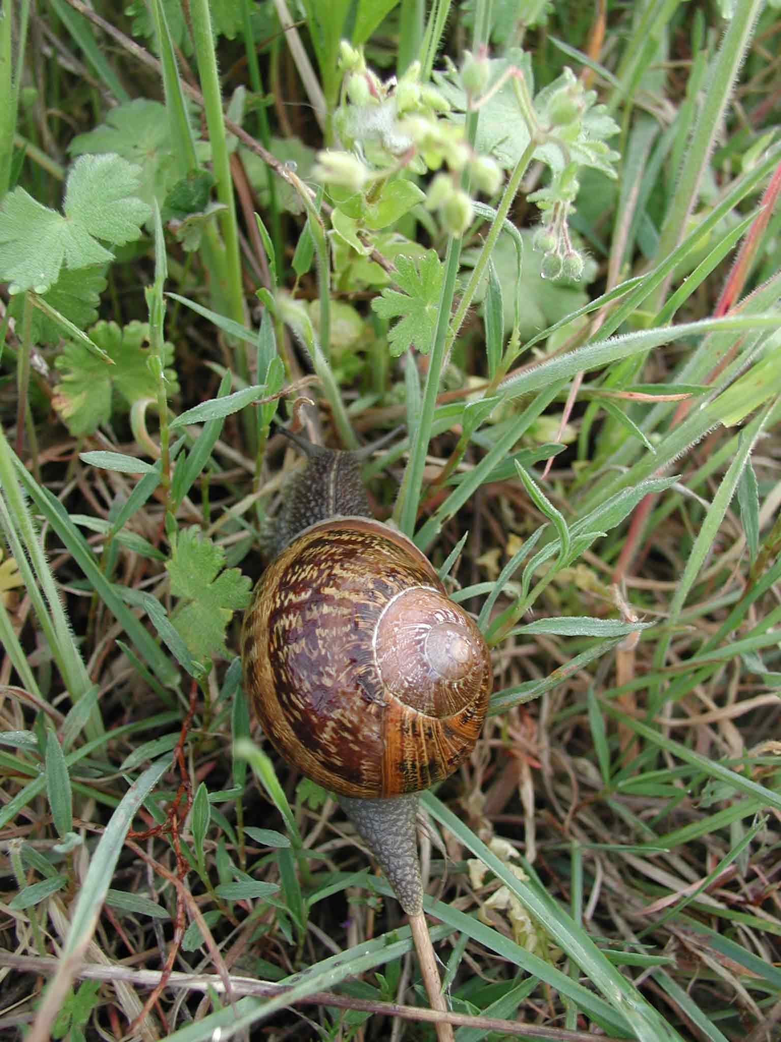 Cornu aspersum (Linnaeus,1758)